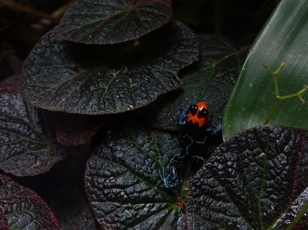 Blessed poison frog (Ranitomeya benedicta)