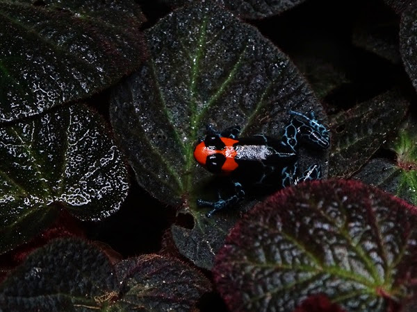 Blessed poison frog (Ranitomeya benedicta)