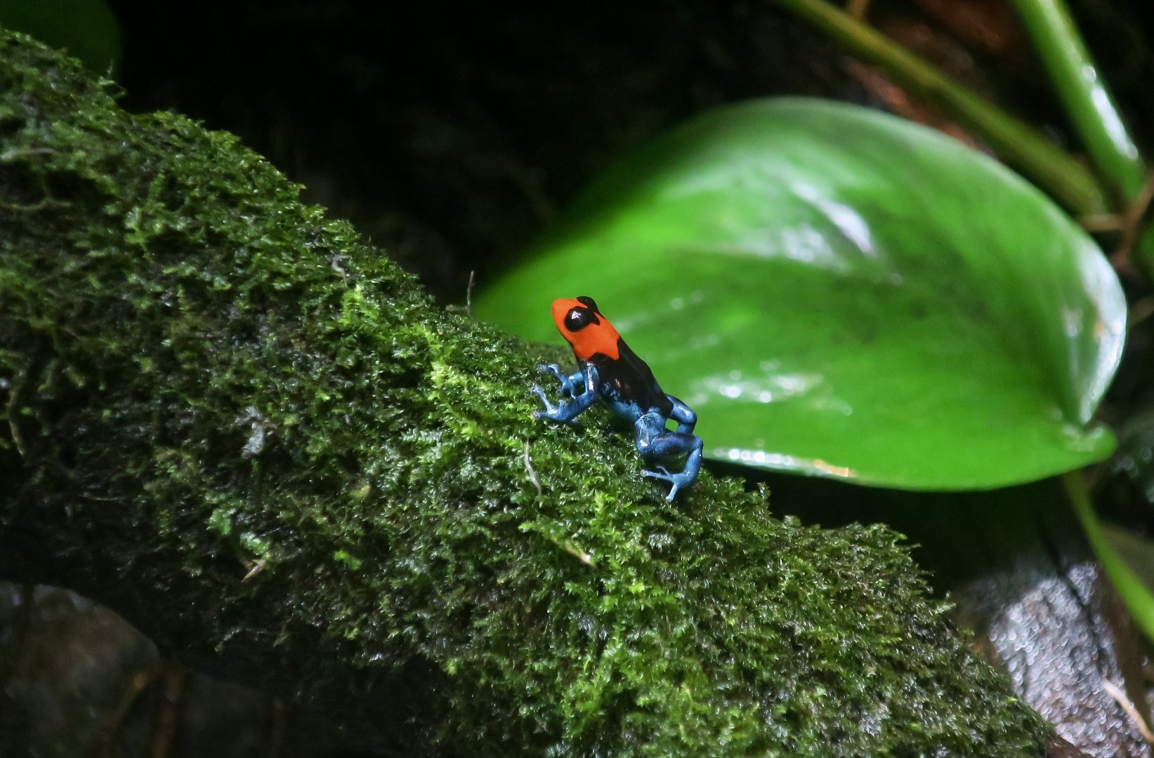 Blessed Poison Frog (Ranitomeya benedicta)