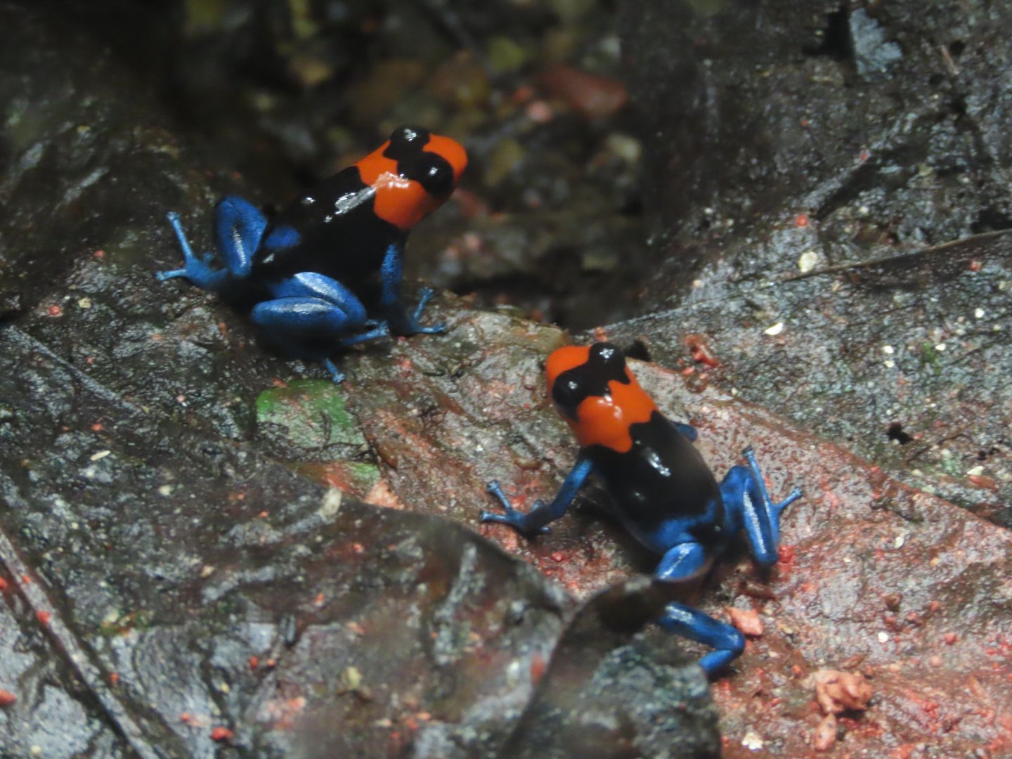 Blessed Poison Frog (Ranitomeya benedicta)