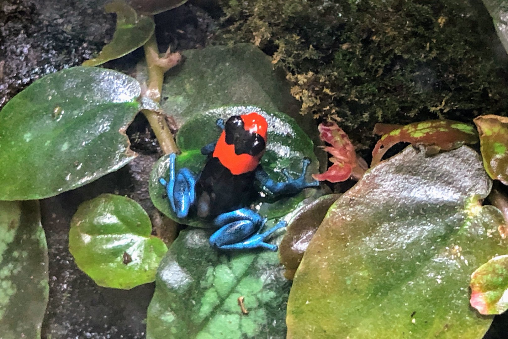Blessed Poison Frog