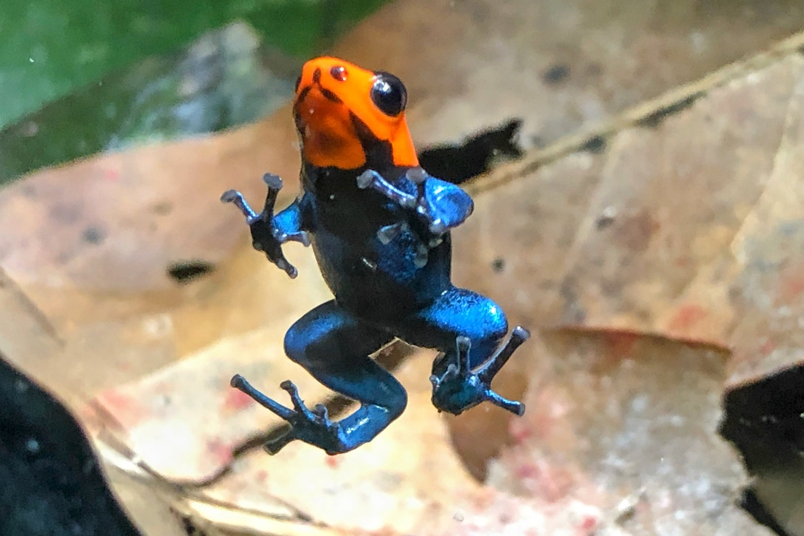 Blessed Poison Frog