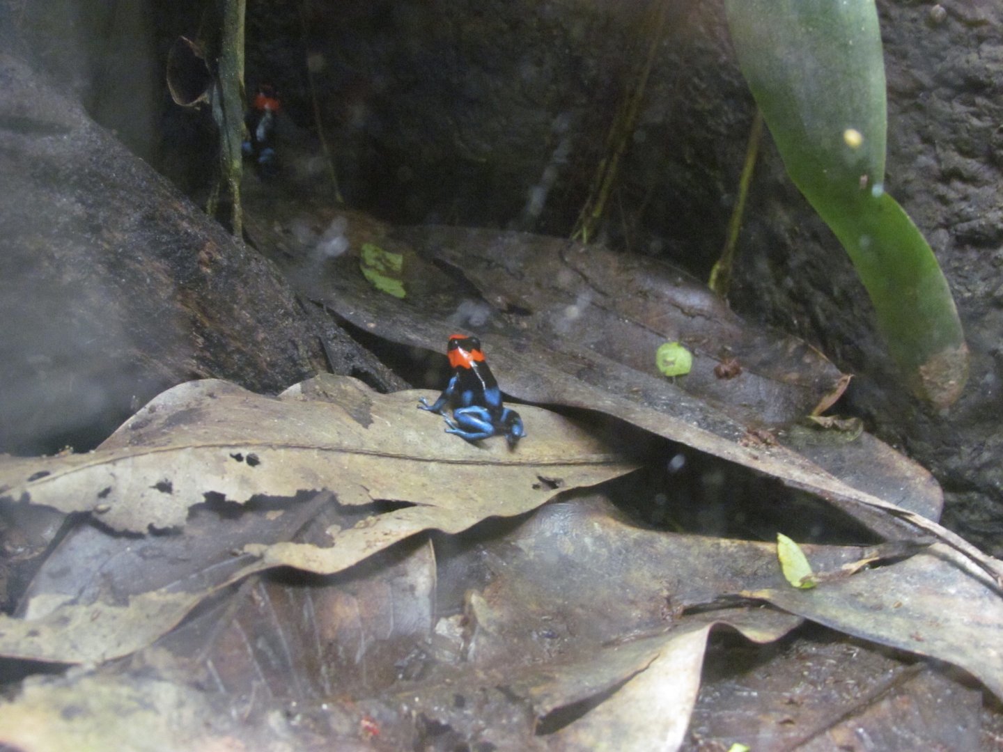 Blessed Poison Frog