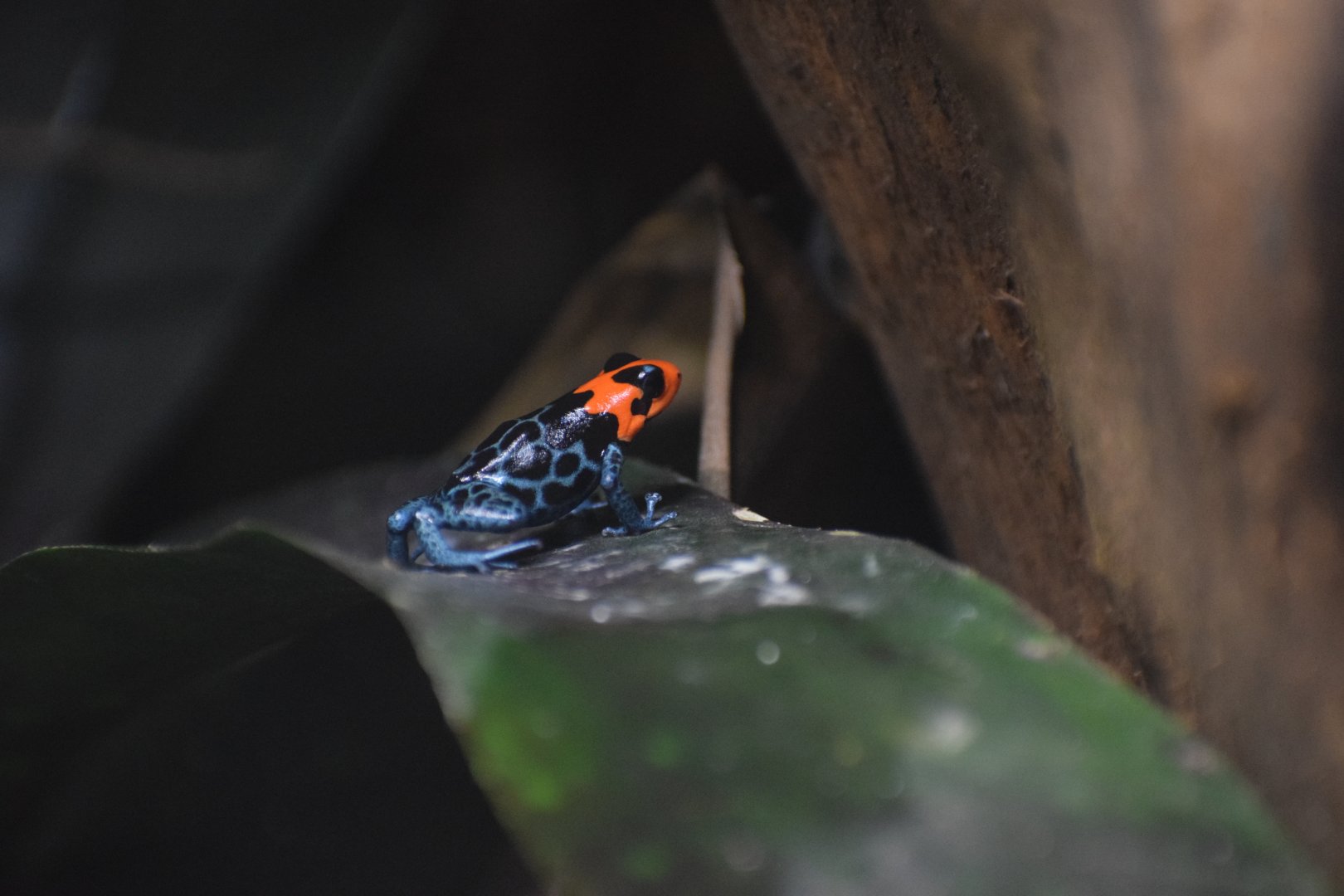 Blessed poison frog