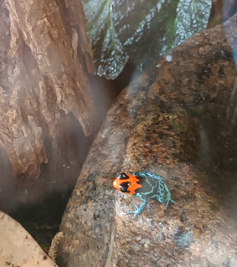 Blessed poison Frog