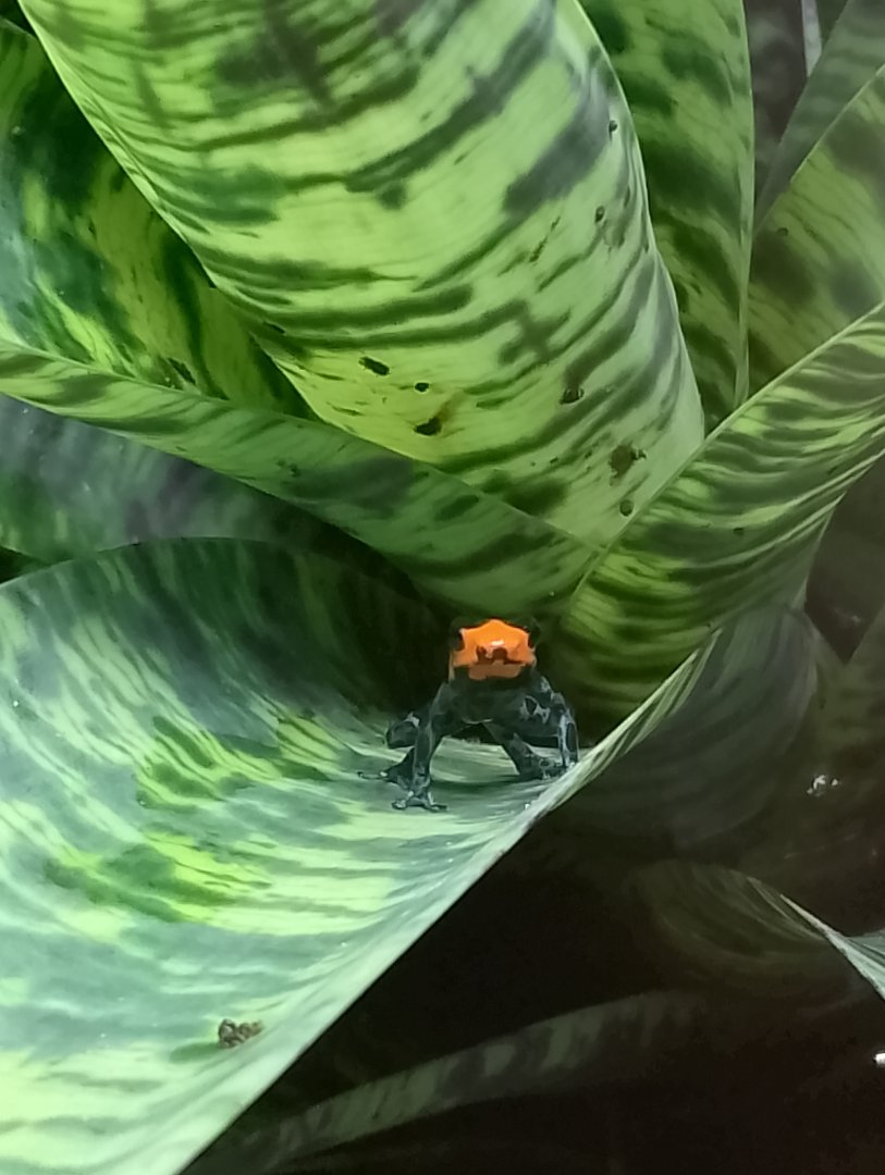 Blessed poison frog