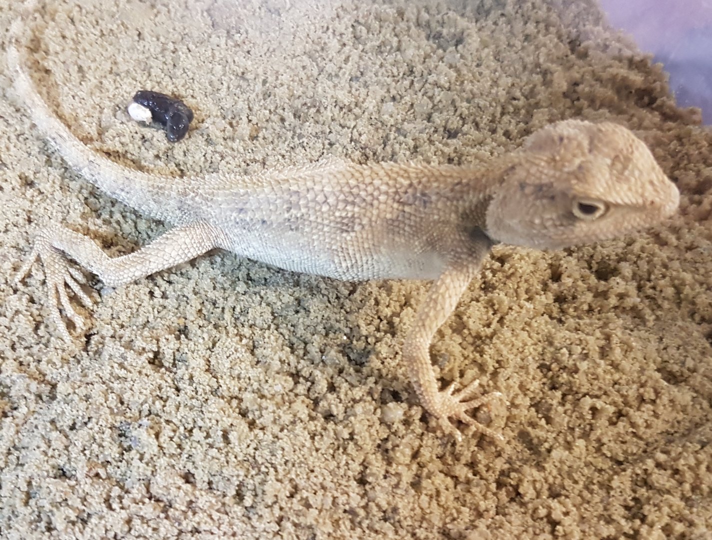 Bleu-throated agama - Agama savigny