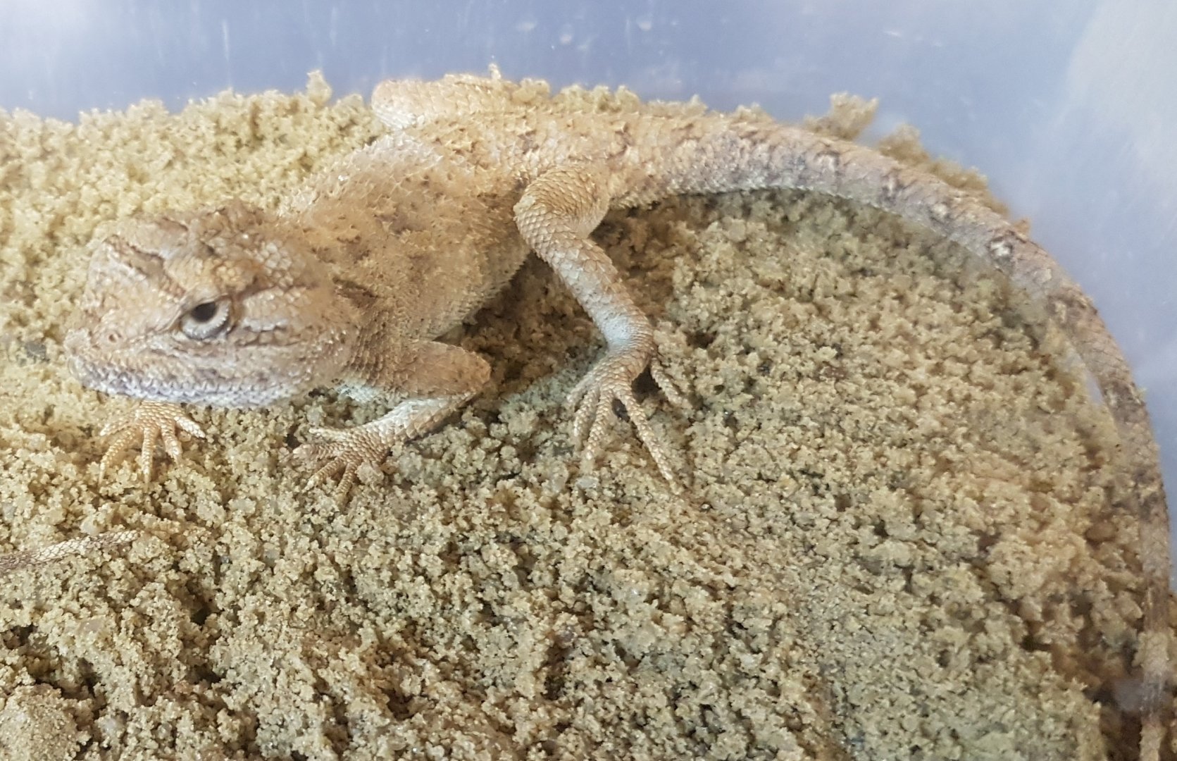 Bleu-throated agama - Agama savigny