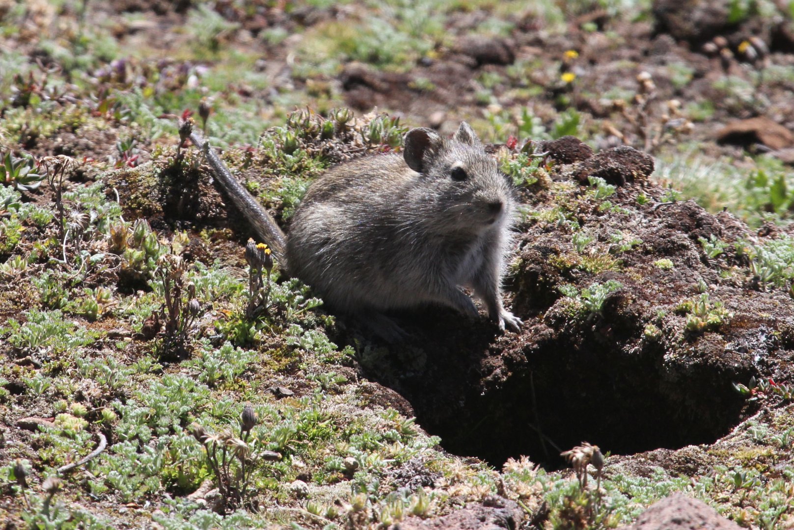 Blick's Grass Rat (Arvicanthis blicki)