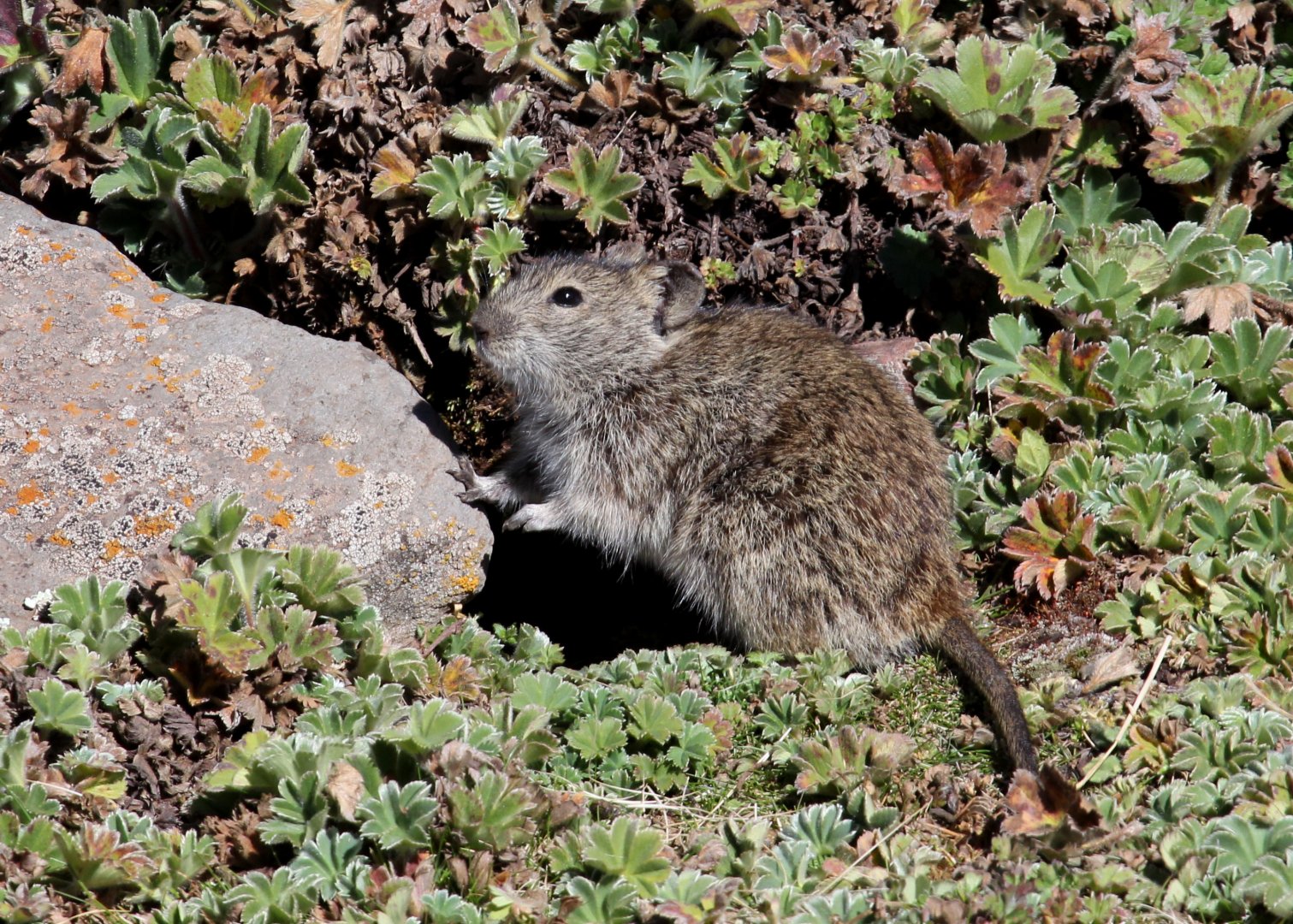 Blick's Grass Rat (Arvicanthis blicki)