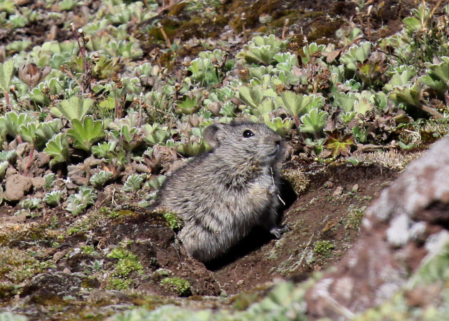Blick's Grass Rat (Arvicanthis blicki)