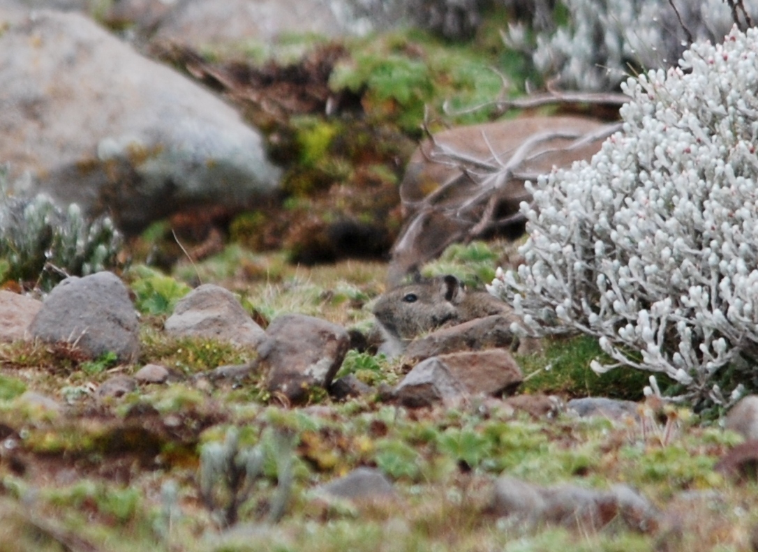 Blick's Grass Rat in Bale Mountains NP, 15/10/14