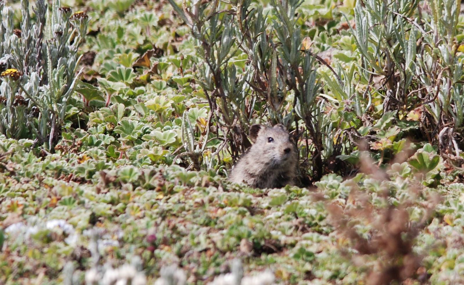 Blick's Grass Rat in Bale Mountains NP, 15/10/14