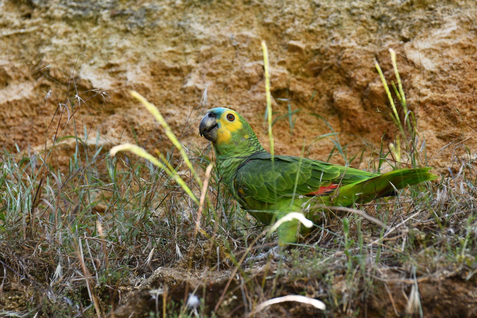 Blie fronted amazon (Amazona aestiva xanthopteryx)