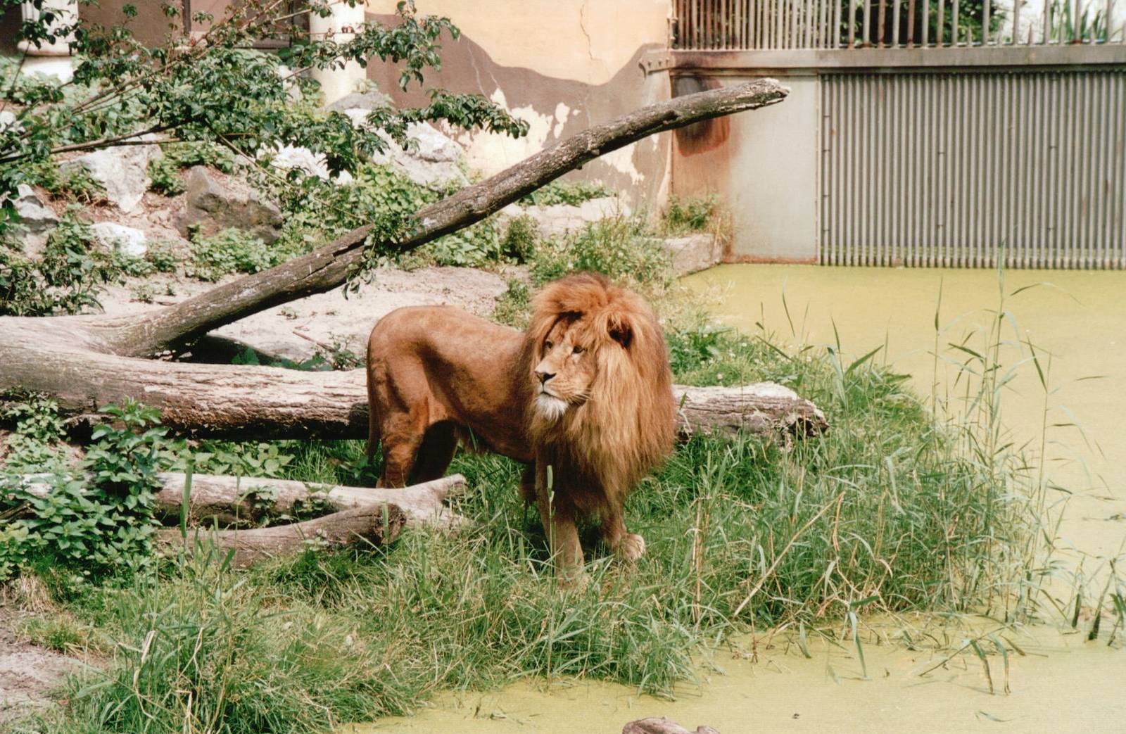 Blijdorp 2002 - African Lion male