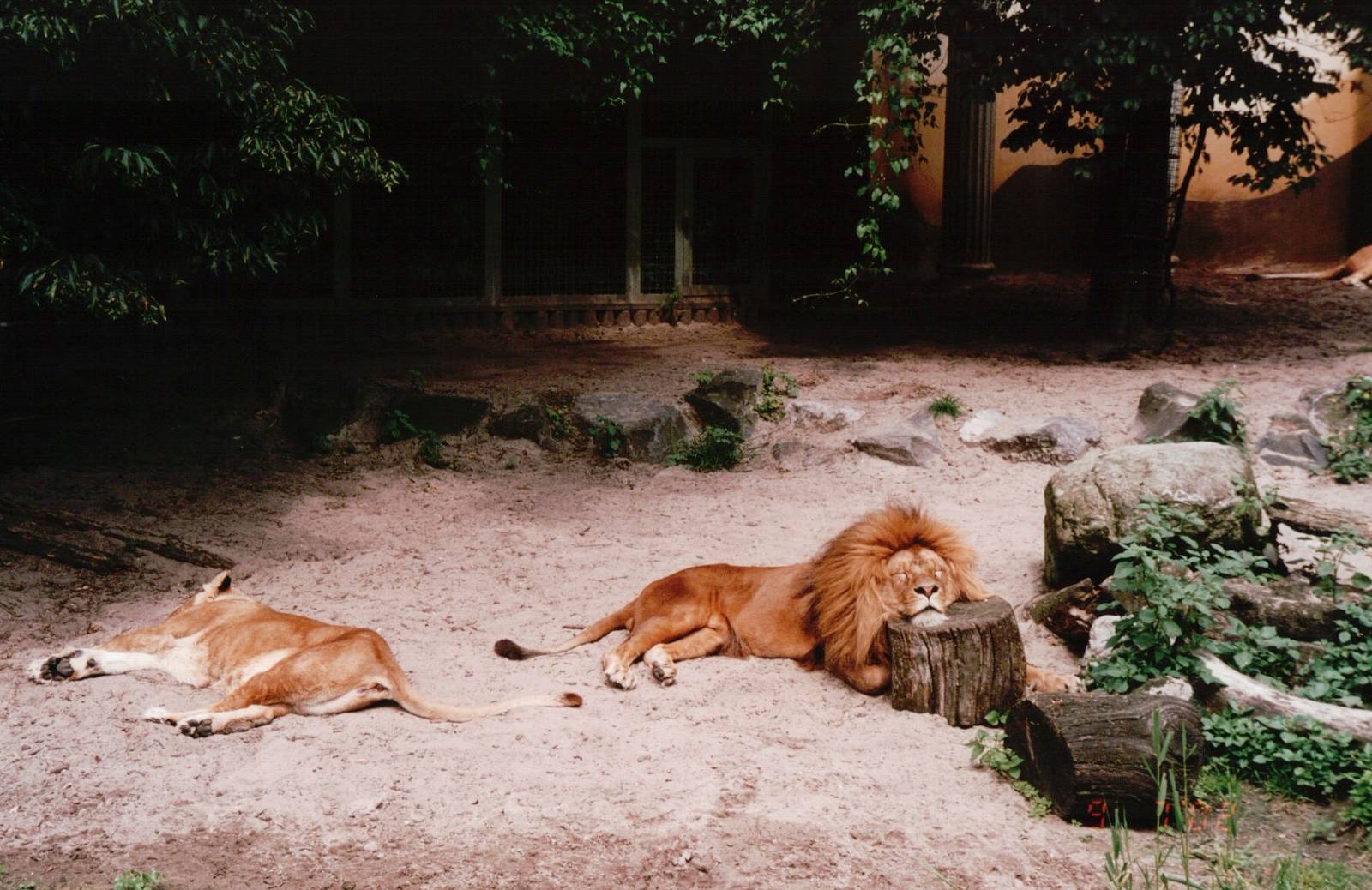 Blijdorp 2002 - African Lions