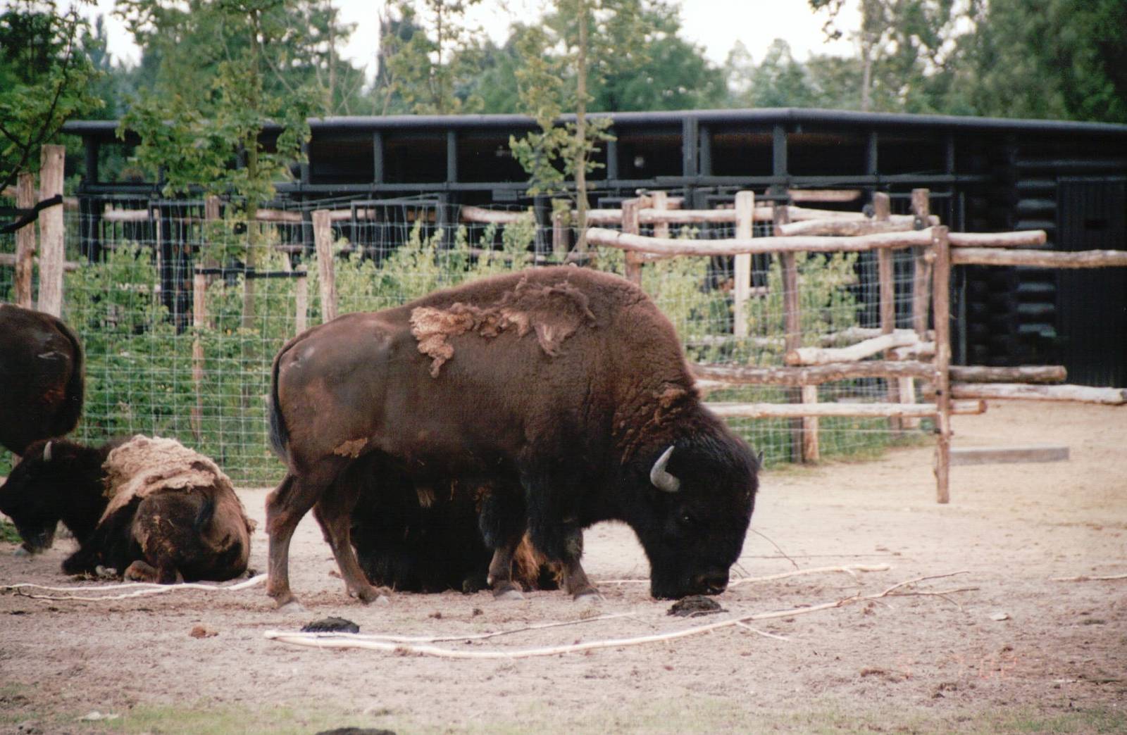 Blijdorp 2002 - American Bison