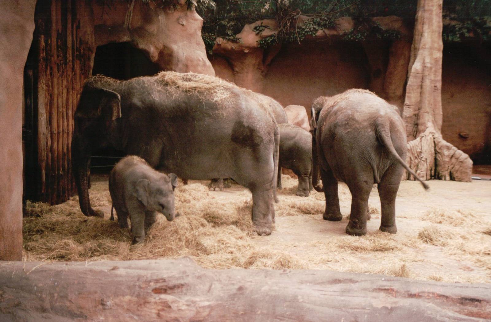 Blijdorp 2002 - Asiatic Elephant indoor exhibit in Taman Indah