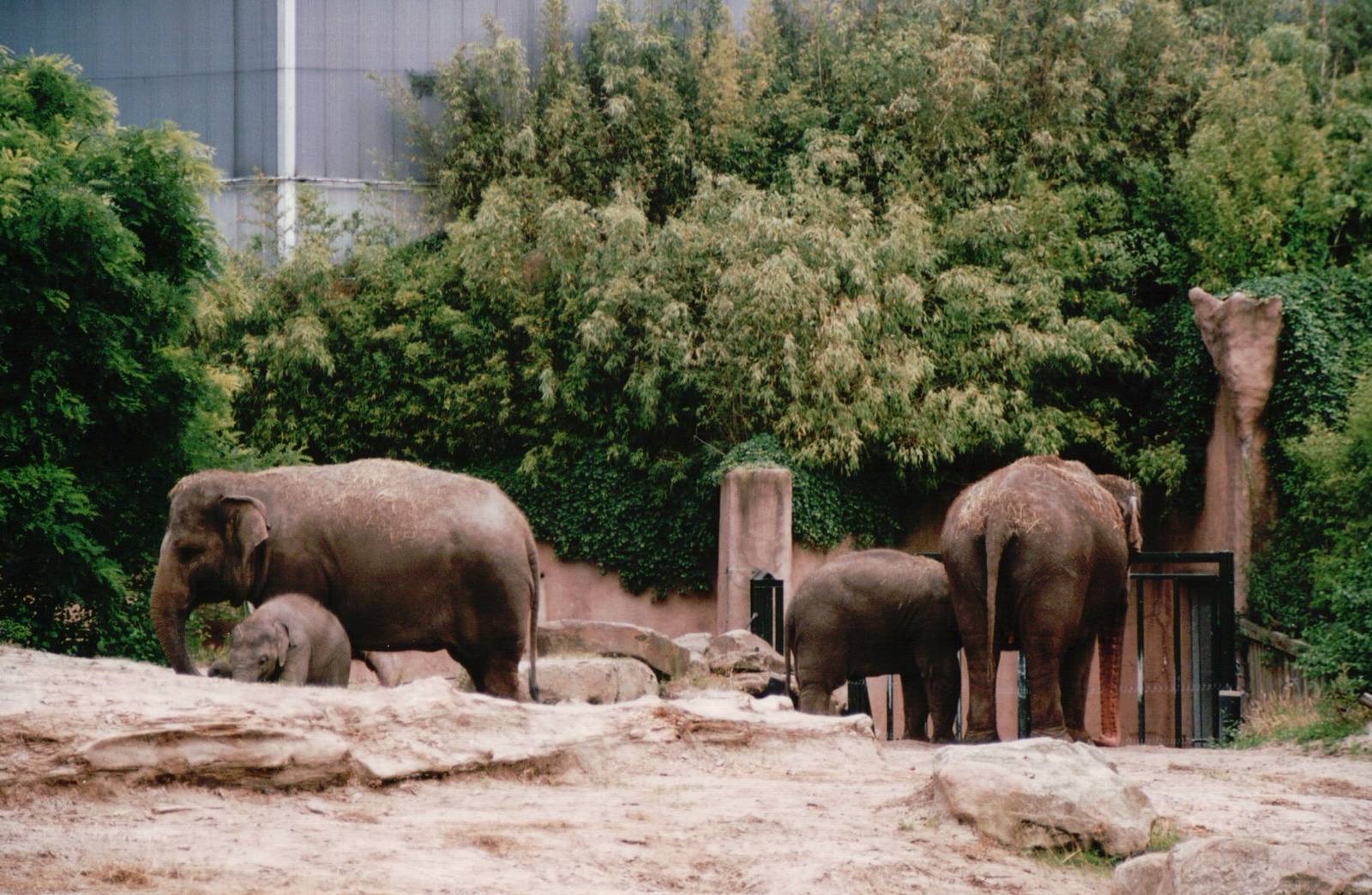 Blijdorp 2002 - Asiatic Elephant outdoor exhibit in Taman Indah