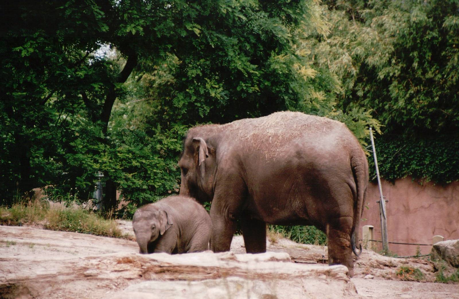 Blijdorp 2002 - Asiatic Elephant outdoor exhibit in Taman Indah