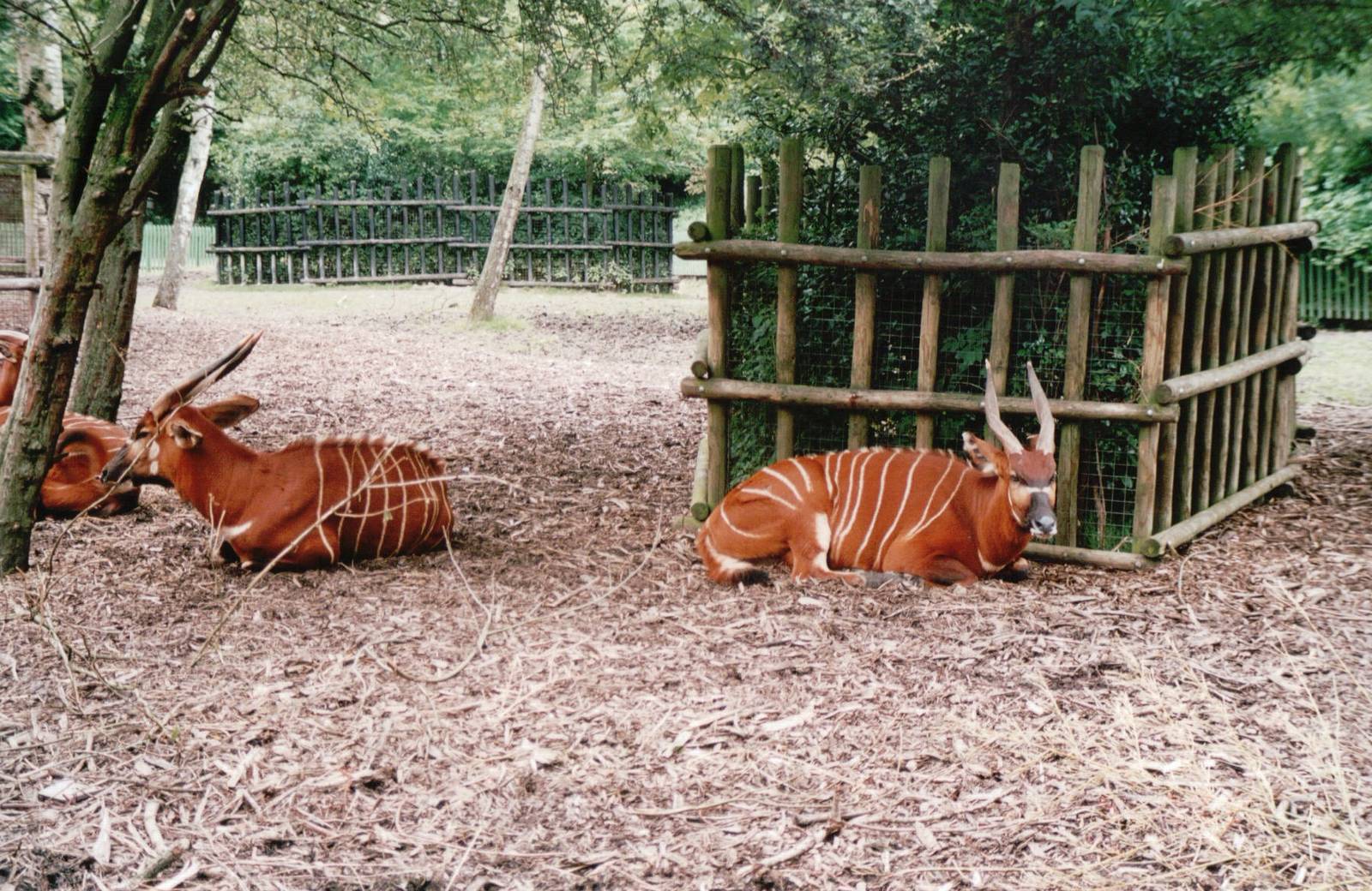 Blijdorp 2002 - Bongo