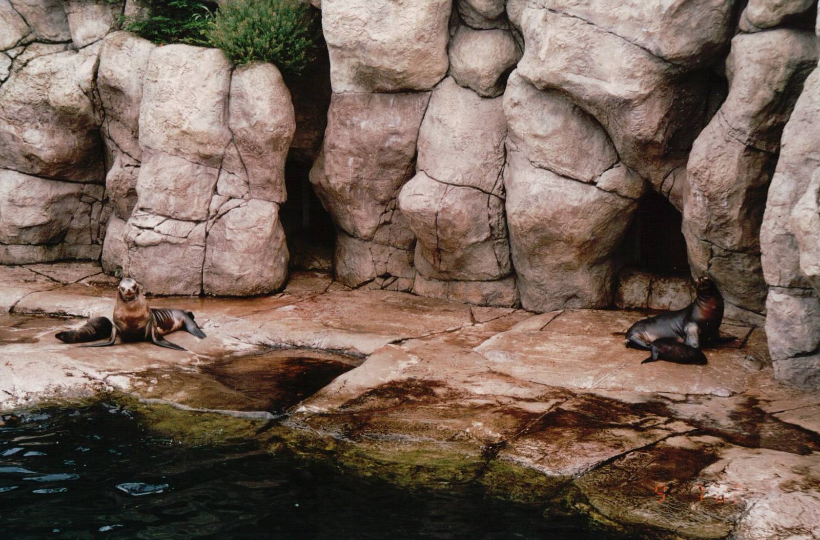 Blijdorp 2002 - California Sea Lion