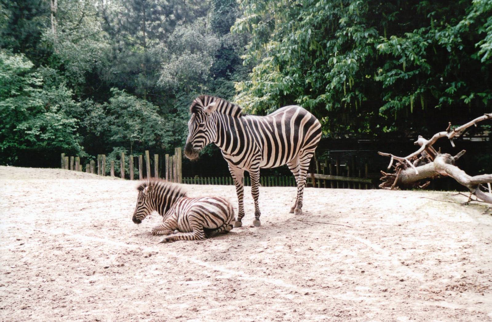 Blijdorp 2002 - Chapmans Zebra and foal