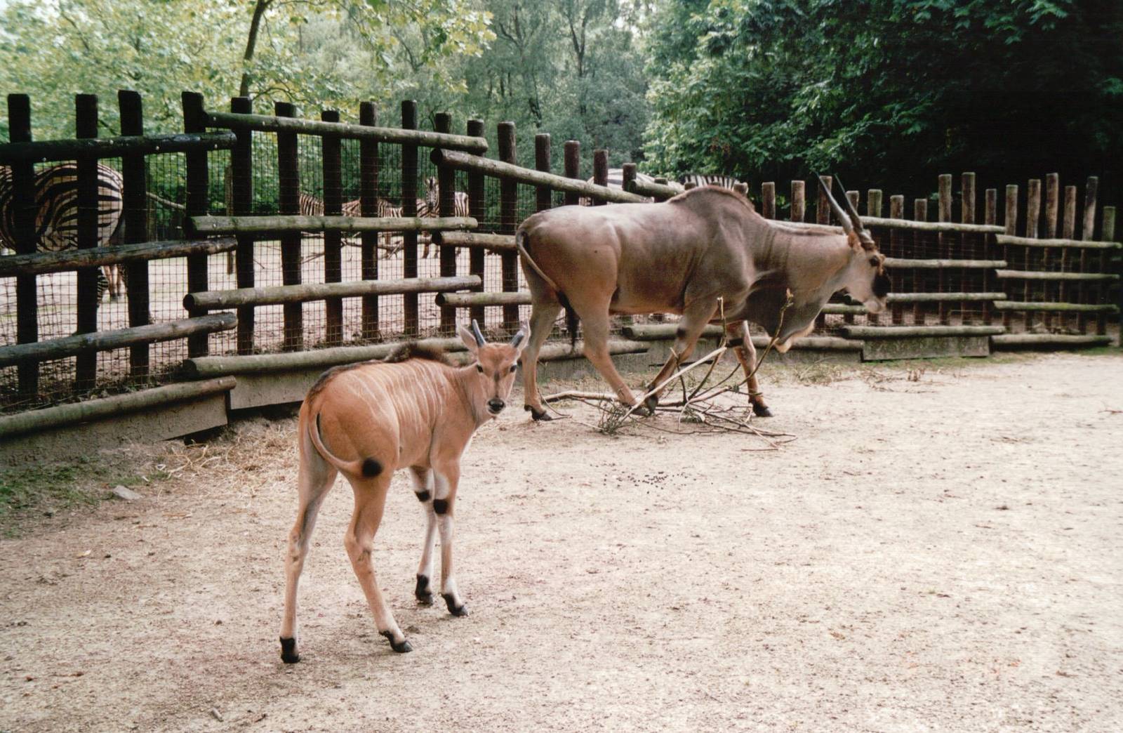 Blijdorp 2002 - Common Eland and calf