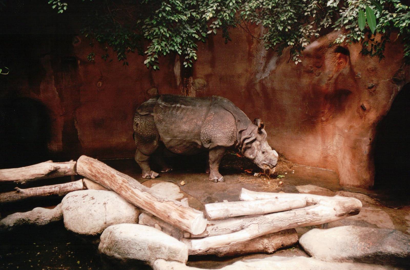 Blijdorp 2002 - Indian Rhinoceros in Taman Indah