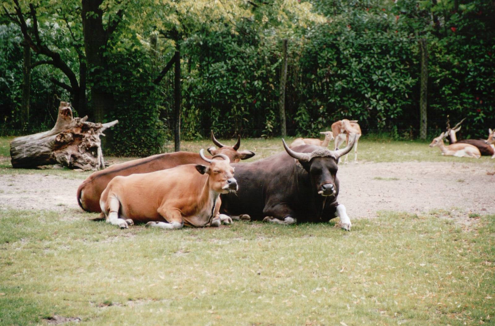 Blijdorp 2002 - Javan Banteng and Blackbuck
