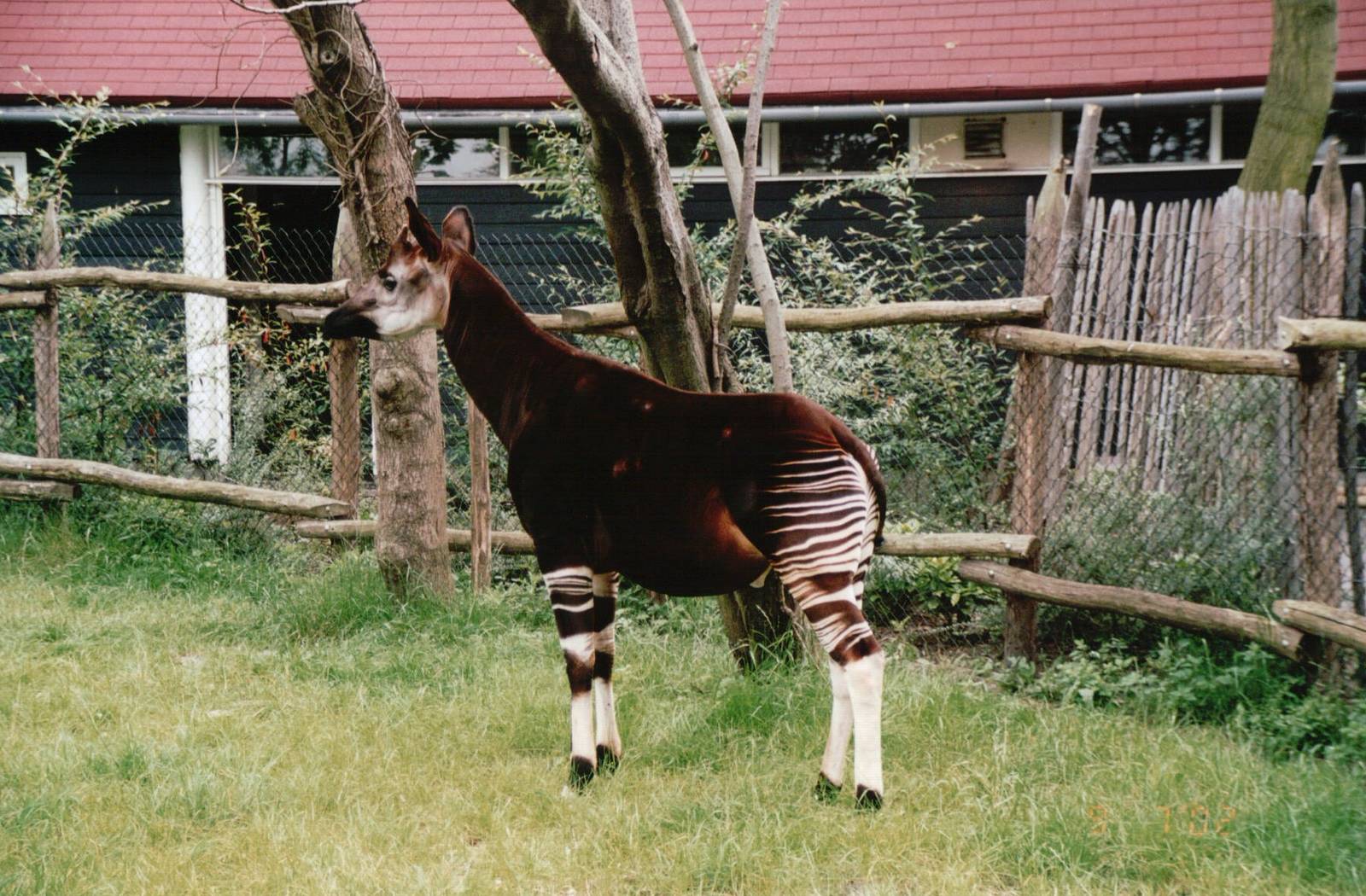 Blijdorp 2002 - Okapi