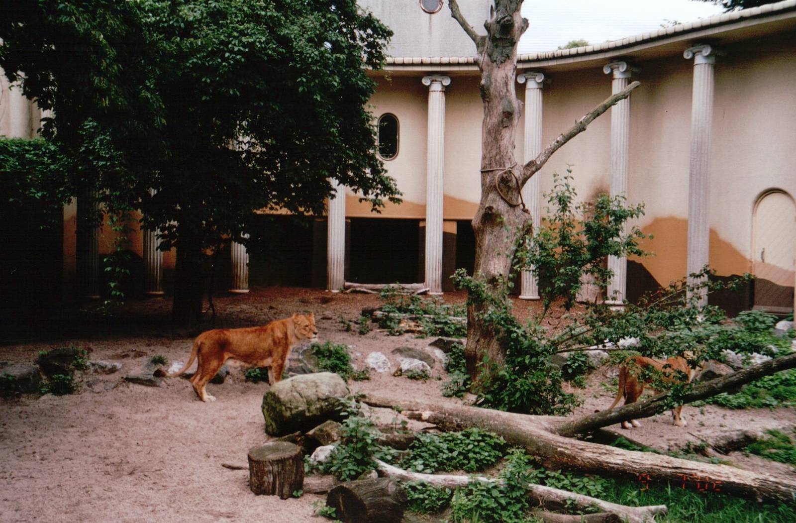 Blijdorp 2002 - Part of the African Lion exhibit