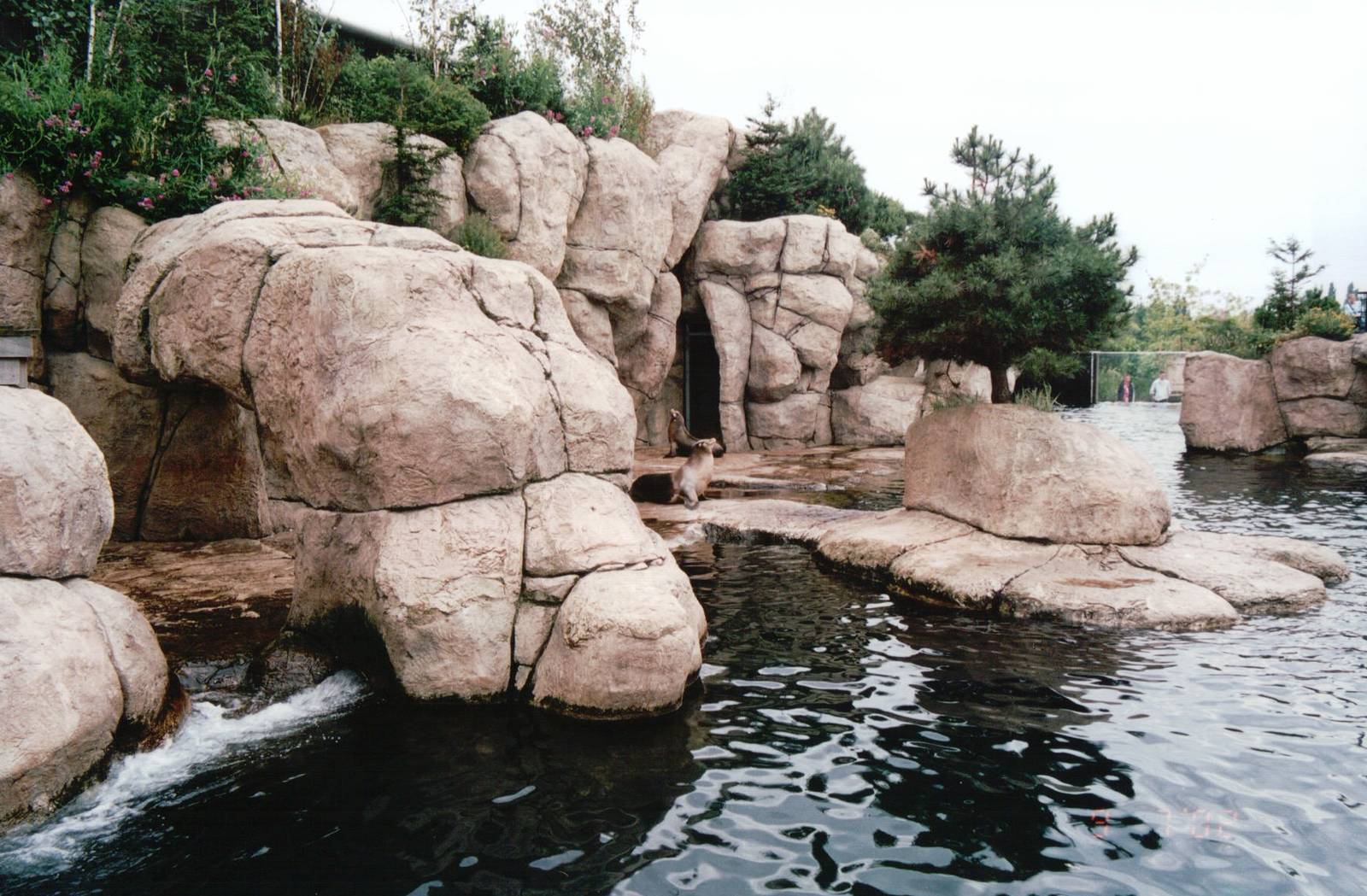 Blijdorp 2002 - Part of the California Sea Lion exhibit