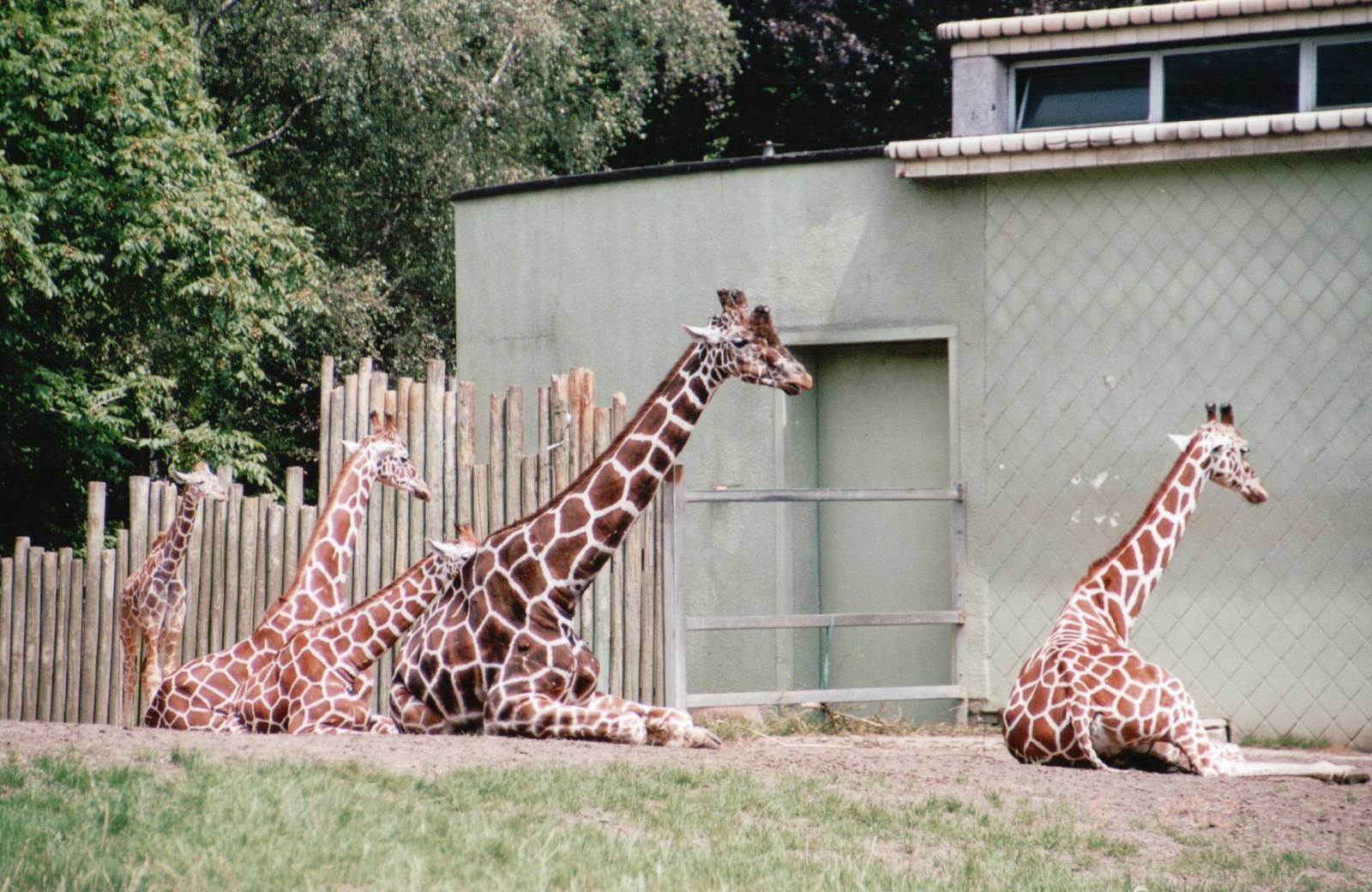 Blijdorp 2002 - Reticulated Giraffes