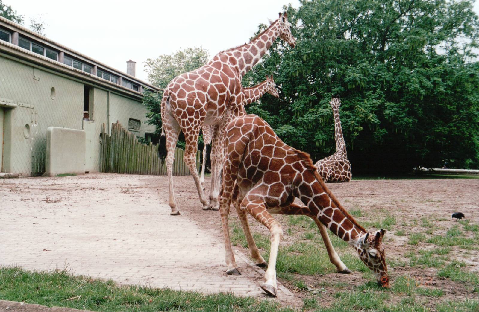 Blijdorp 2002 - Reticulated Giraffes