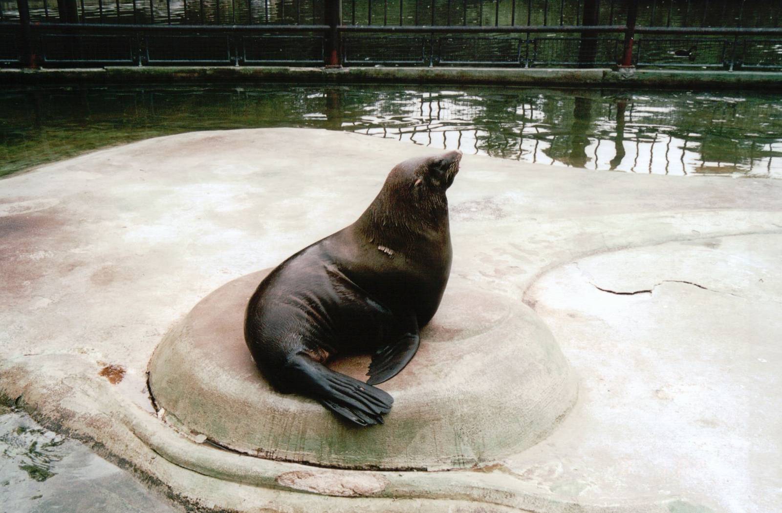 Blijdorp 2002 - South American Fur Seal