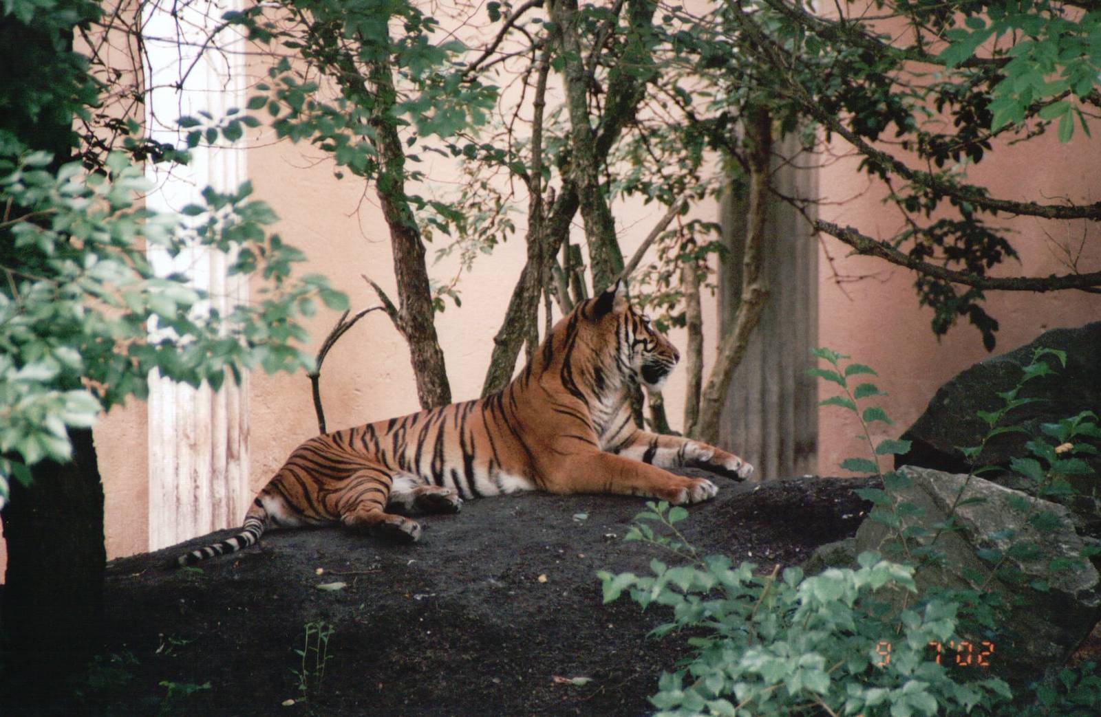 Blijdorp 2002 - Sumatran Tiger