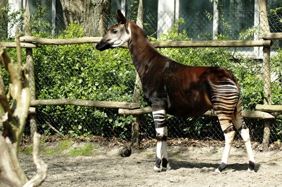 Blijdorp / Rotterdam Demba