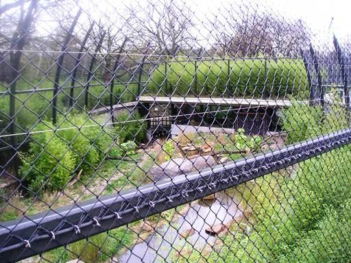 Blijdorp / Rotterdam Tiger