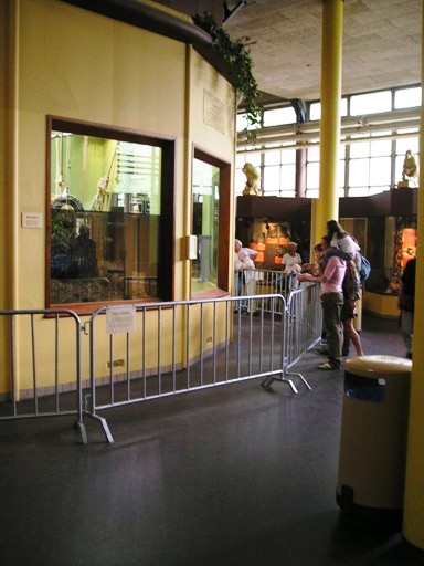 Blijdorp / Rotterdam Zoo Gorillas