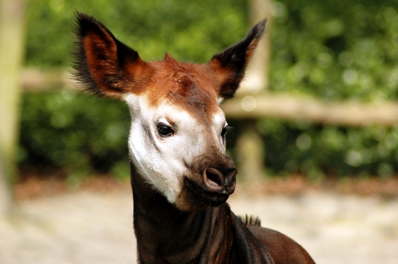 Blijdorp / Rotterdam zoo Kibibi