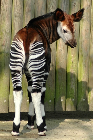 Blijdorp / Rotterdam zoo Kibibi