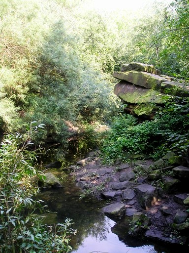 Blijdorp / Rotterdam zoo Wolf