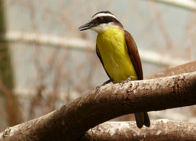 Blijdorp Zoo Rotterdam - Derby flycatcher