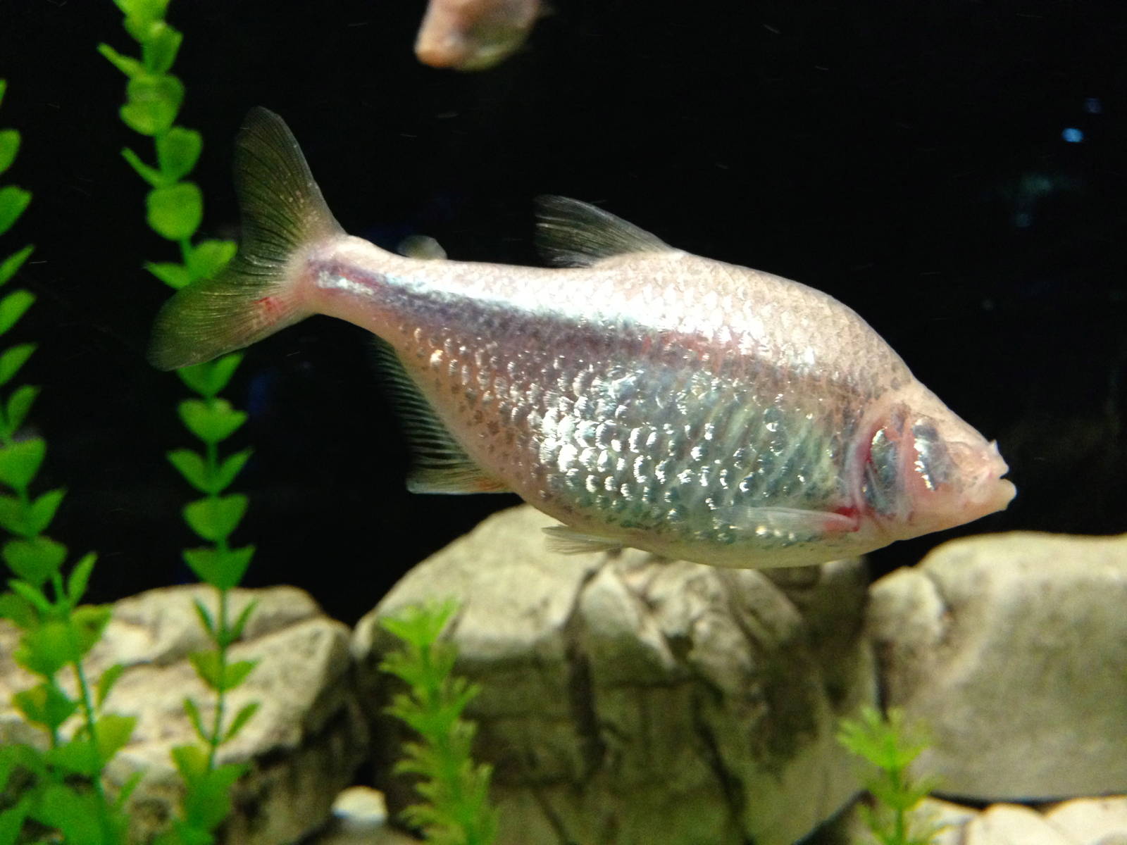 Blind Cave Characin