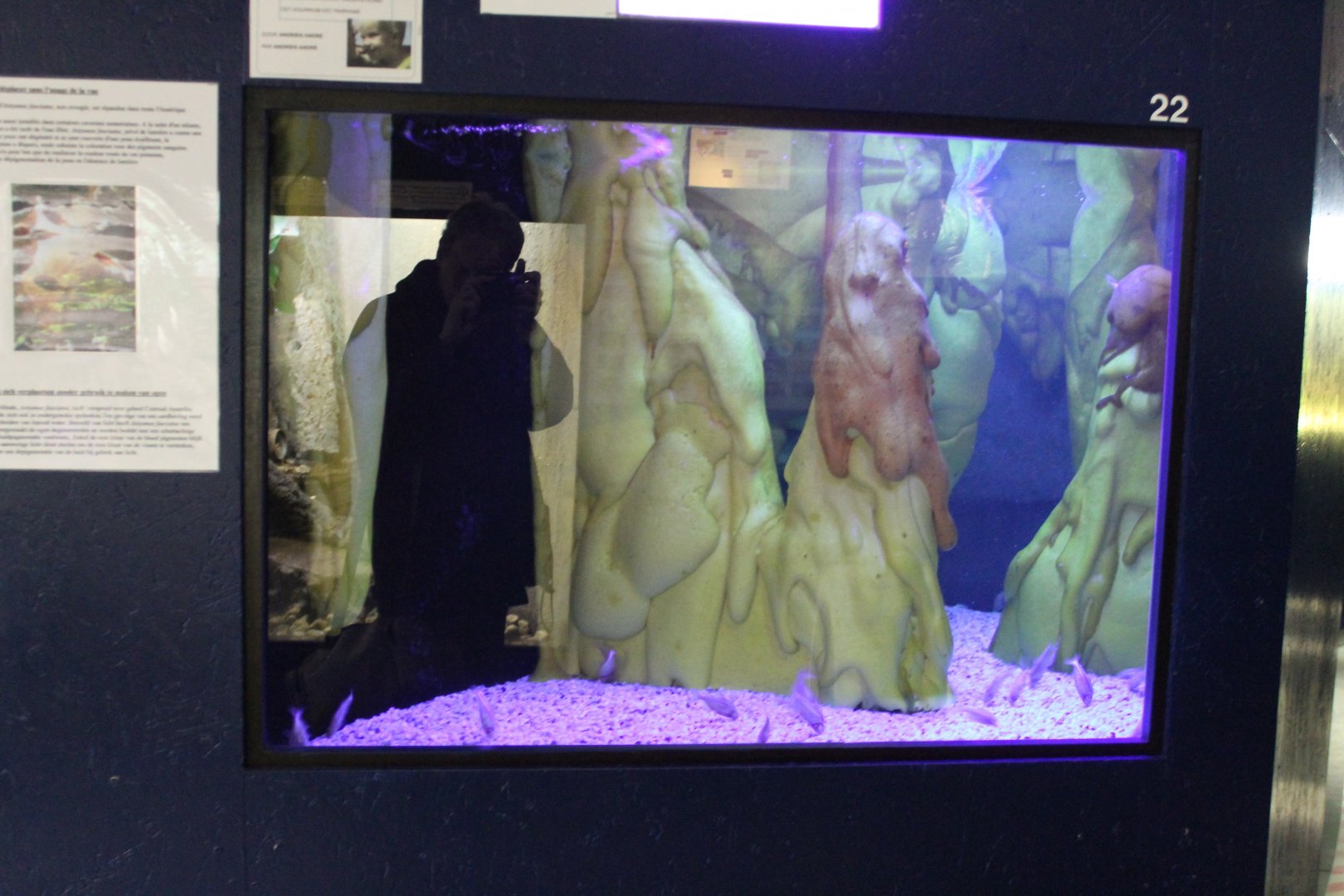Blind cave fish-aquarium - with a little bit of vogelcommando