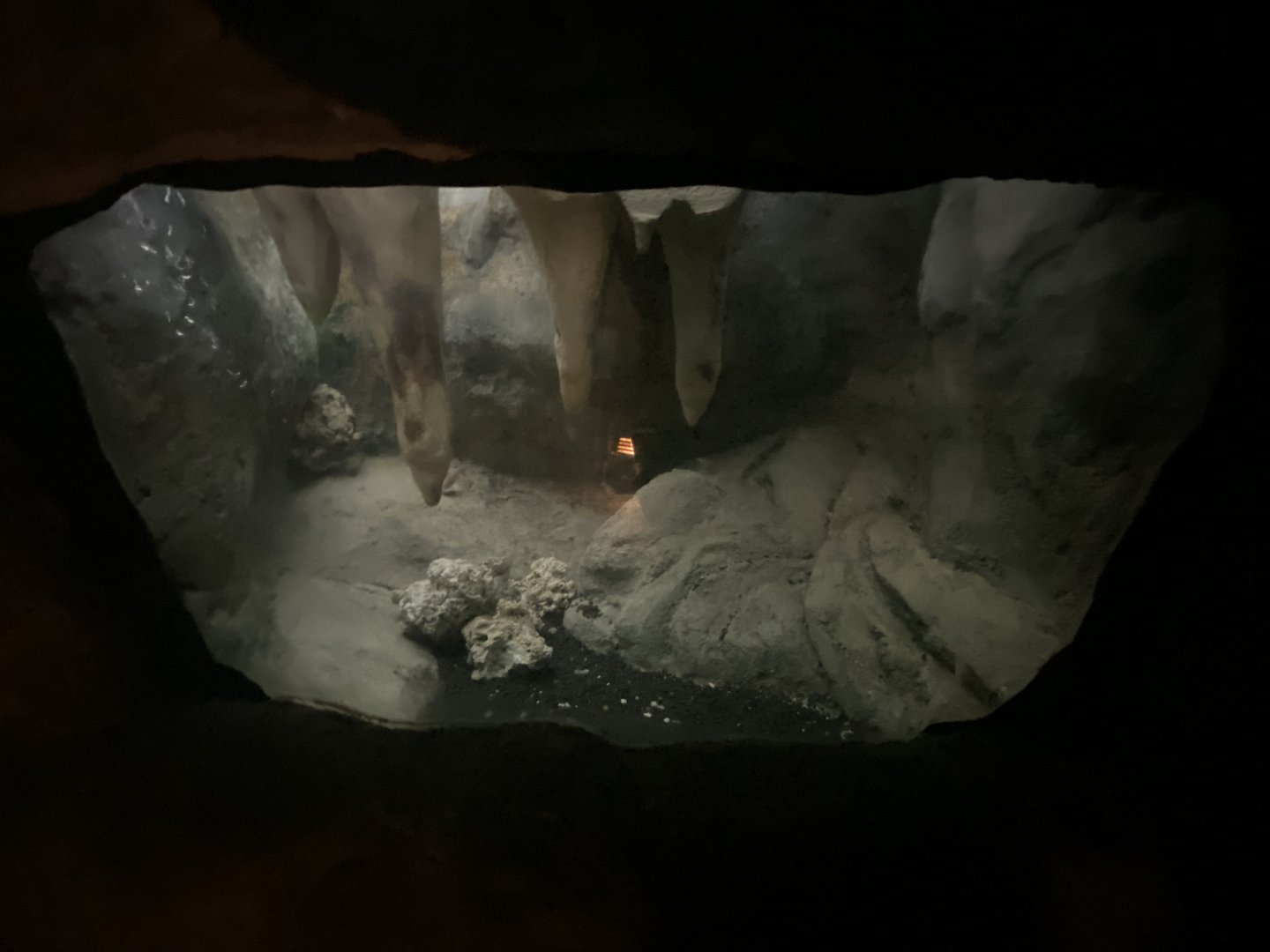 Blind cave fish aquarium