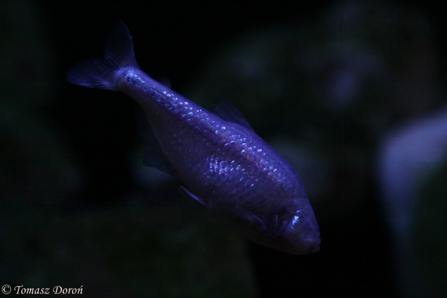 Blind Cave Fish (Astyanax mexicanus) at Zamosc Zoo