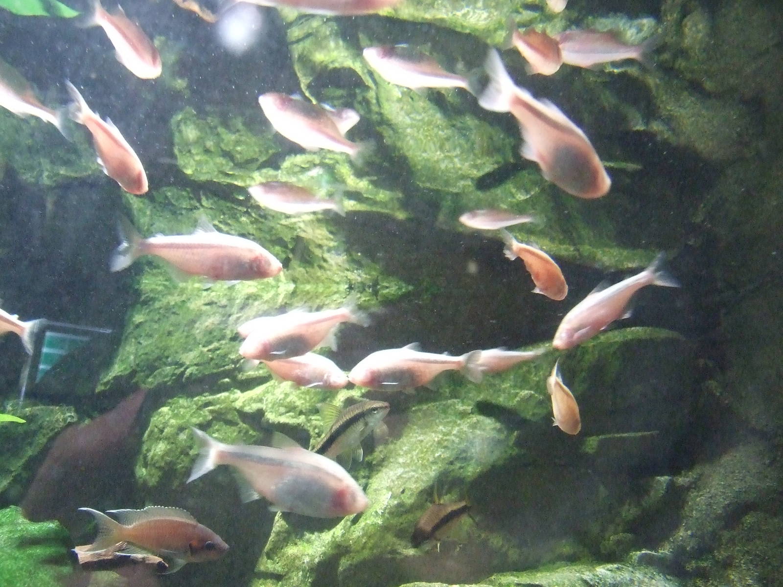 blind cave fish (Astyanax mexicanus)