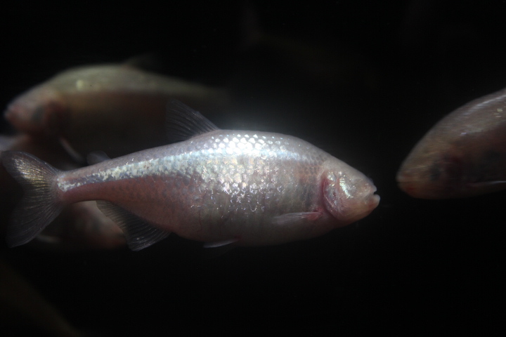Blind cave fish (Astyanax mexicanus)